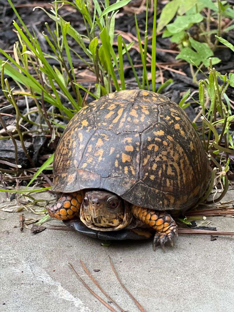 Provide A Safe Path To Natural Habitat