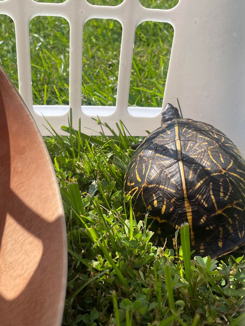 Safely Relocate If Advised