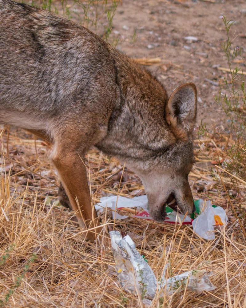 Feeding Coyotes Directly Or Indirectly