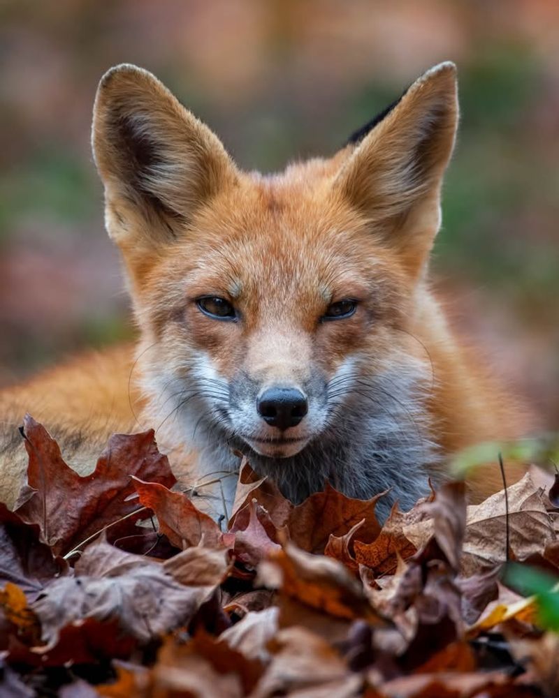 Prevent Future Visits With Yard Maintenance