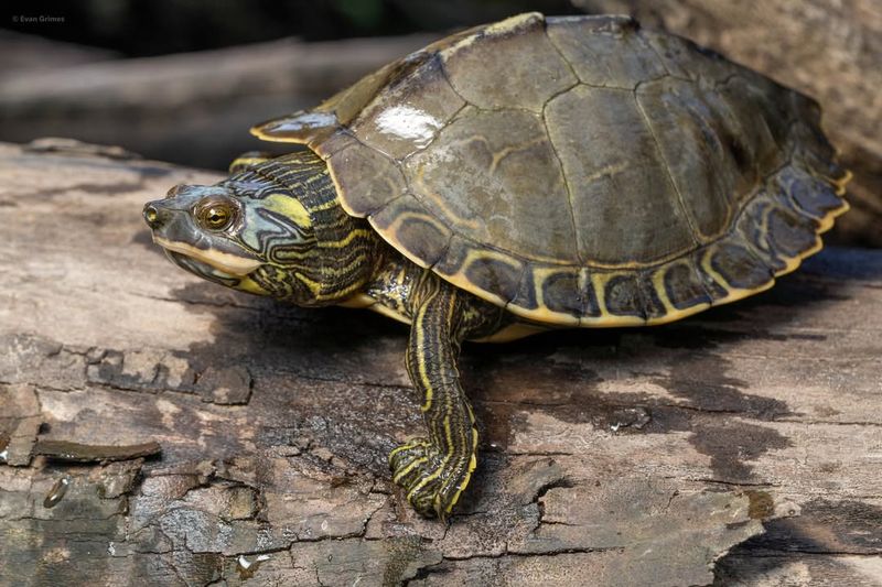 Learn Local Laws About Turtle Protection