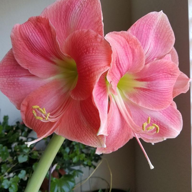 Strategic Watering Creates Stronger Stems