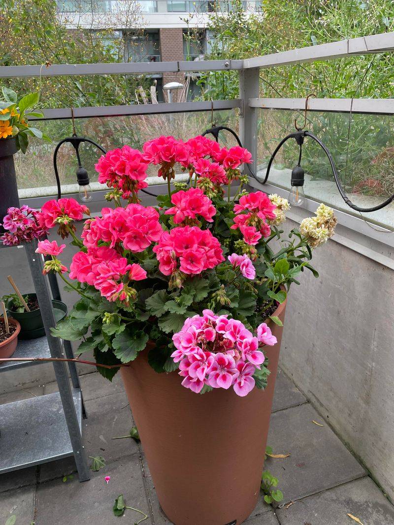 Long Blooming Season Extends Beauty