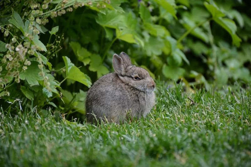 Deer And Rabbit Resistance Protects Your Investment