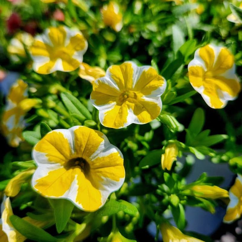 Evening Misting Refreshes Stressed Plants