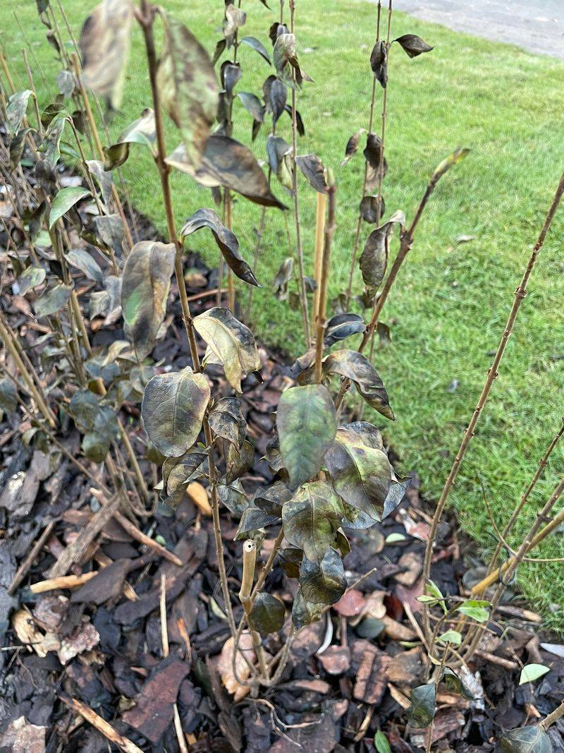 Evergreen Foliage Browns and Drops When Moisture Freezes Inside Leaves