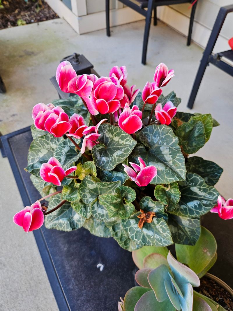 Signs Your Plants Need Emergency Winter Water