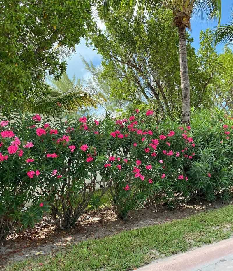 Grows As A Natural Privacy Screen