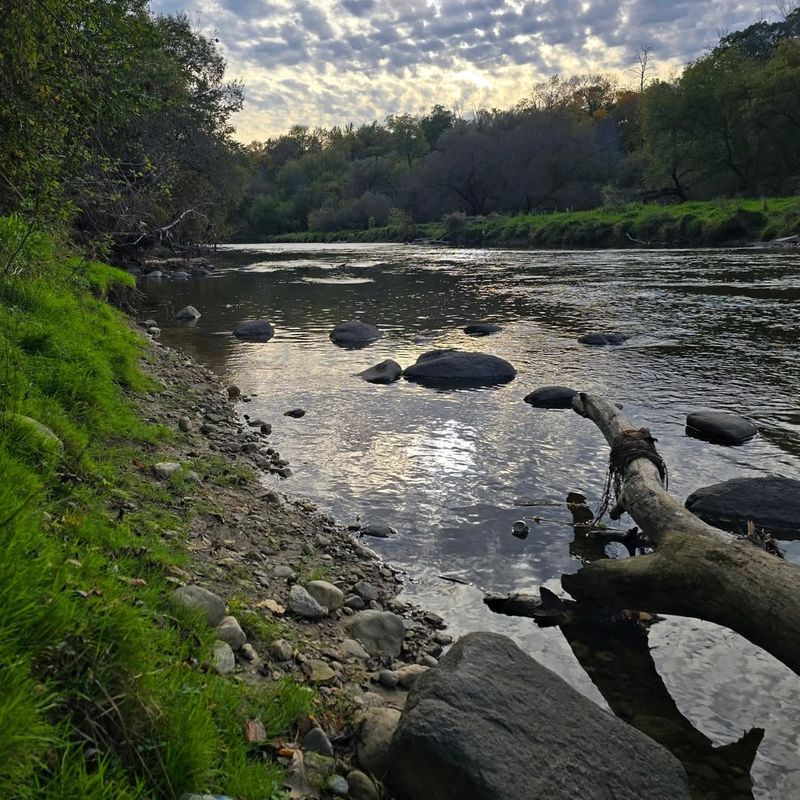 Stormwater Runoff Carrying Seeds Downstream