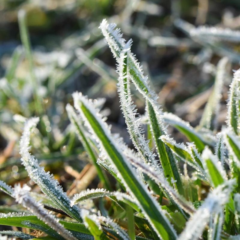 Avoid Mowing Frozen Or Frost-Covered Grass