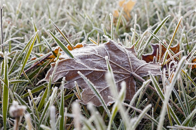 Avoid Mowing Frozen Grass