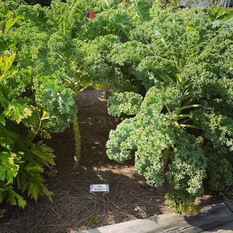 Pest Pressure Drops Dramatically In Cold Weather