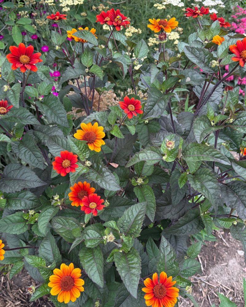 Divide Overgrown Perennials