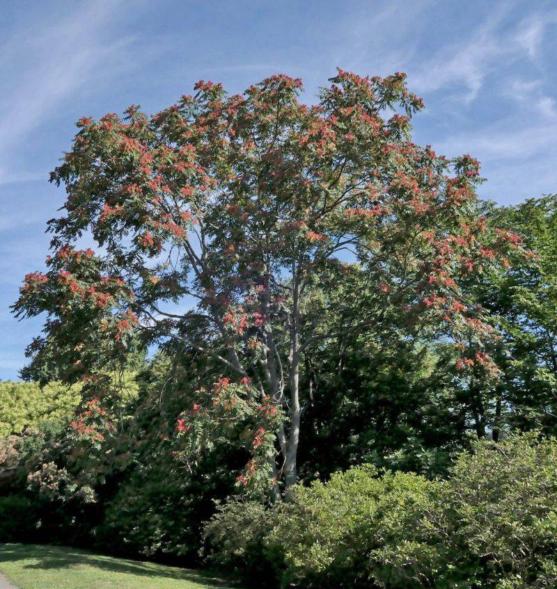 Maryland Laws Discourage Planting And Encourage Removal