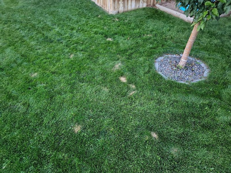 Reducing Pet Urine Damage