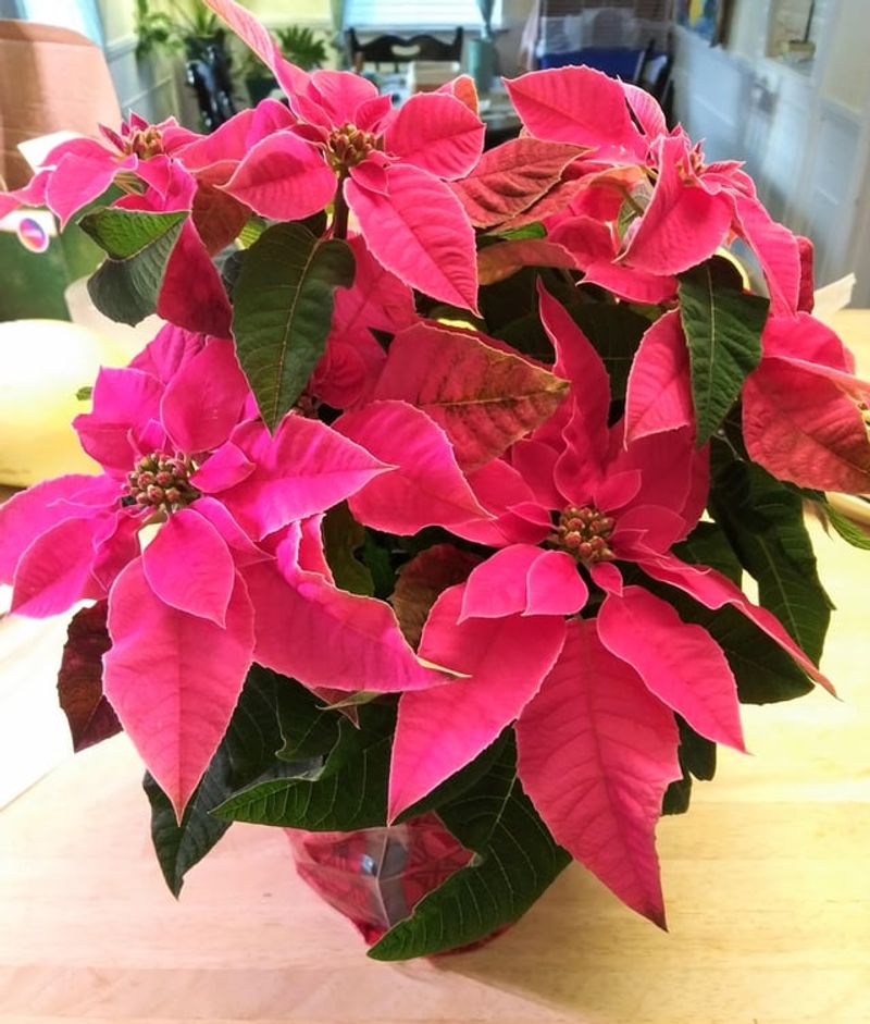 Limited Counter Space Gets Cluttered