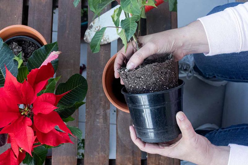 Repotting Boosts Summer Growth