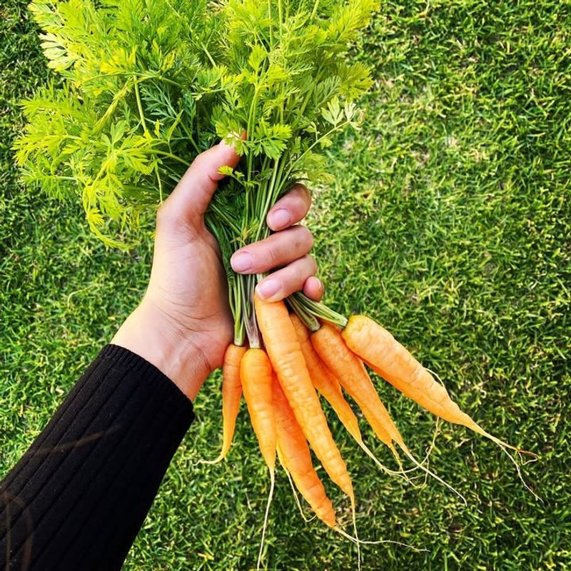 Sweet Baby Carrots
