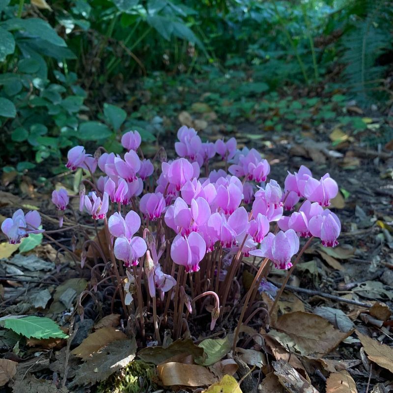 Natural Blooming Cycle Peaks In Winter