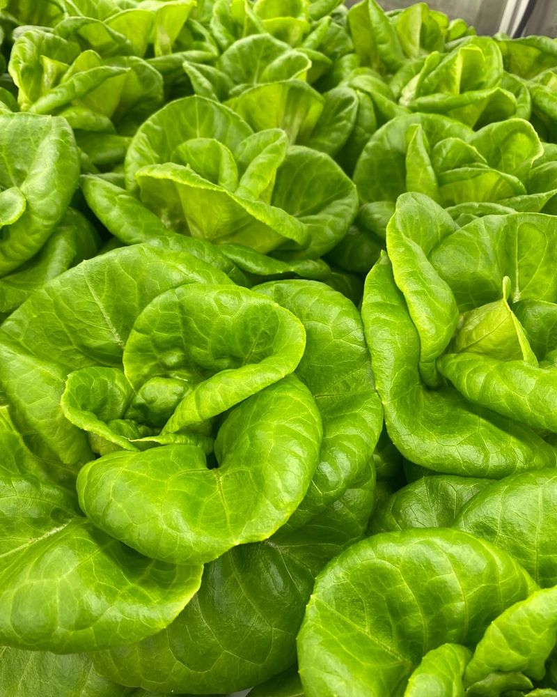 Slower Bolting Means Longer Harvest