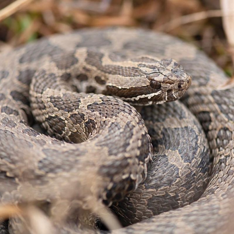 Massasauga Rattlesnake
