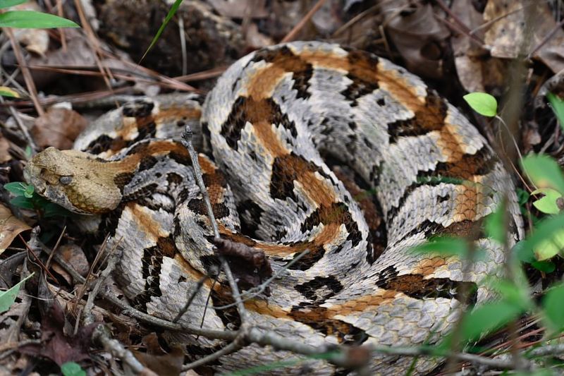 Timber Rattlesnake