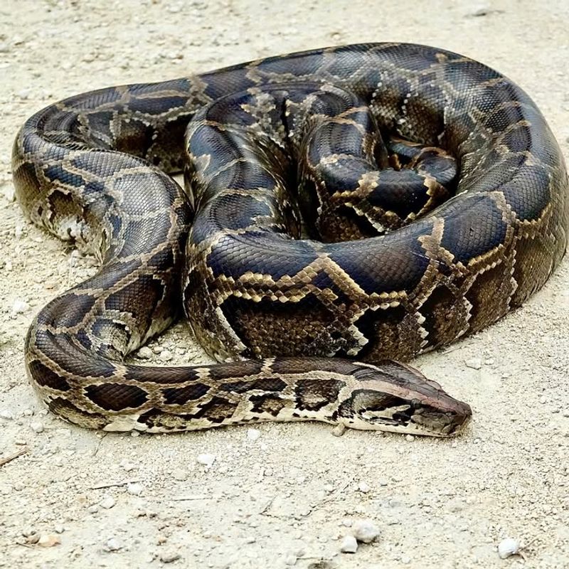 Burmese Python