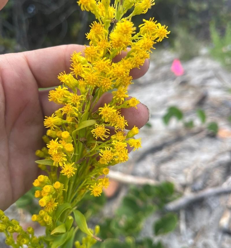 Seaside Goldenrod (Solidago sempervirens)