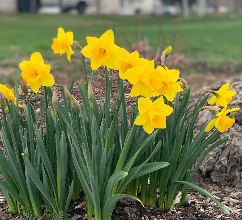 Daffodils (Narcissus)