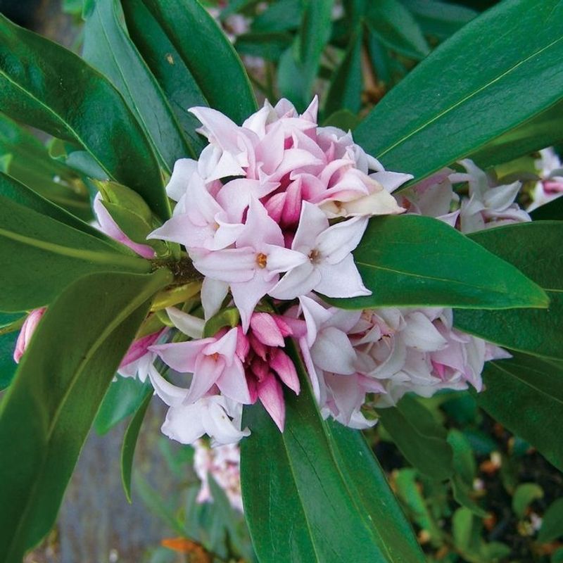 Daphne (Daphne odora)