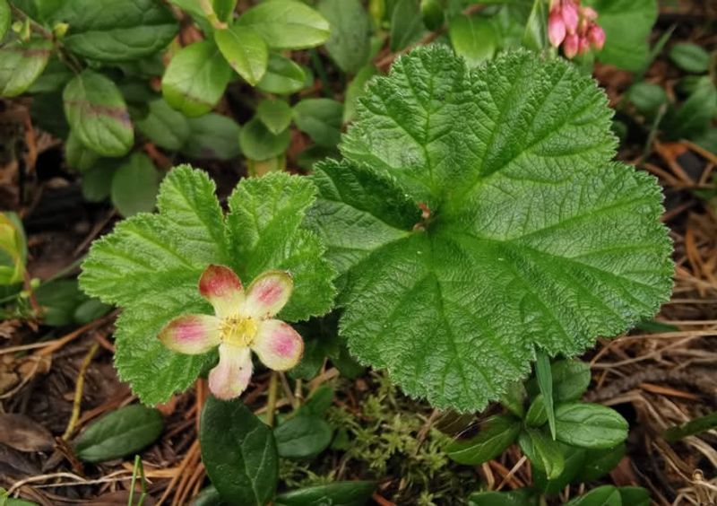 Creeping Raspberry (Rubus calycinoides)