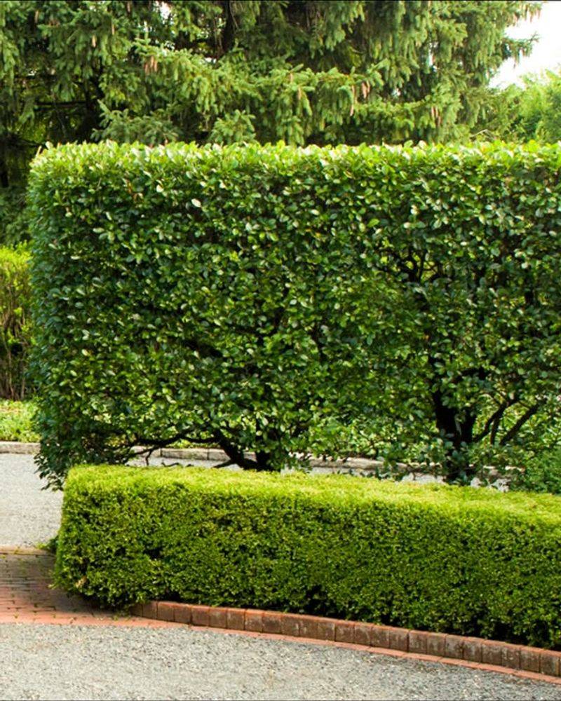 Privet Hedges