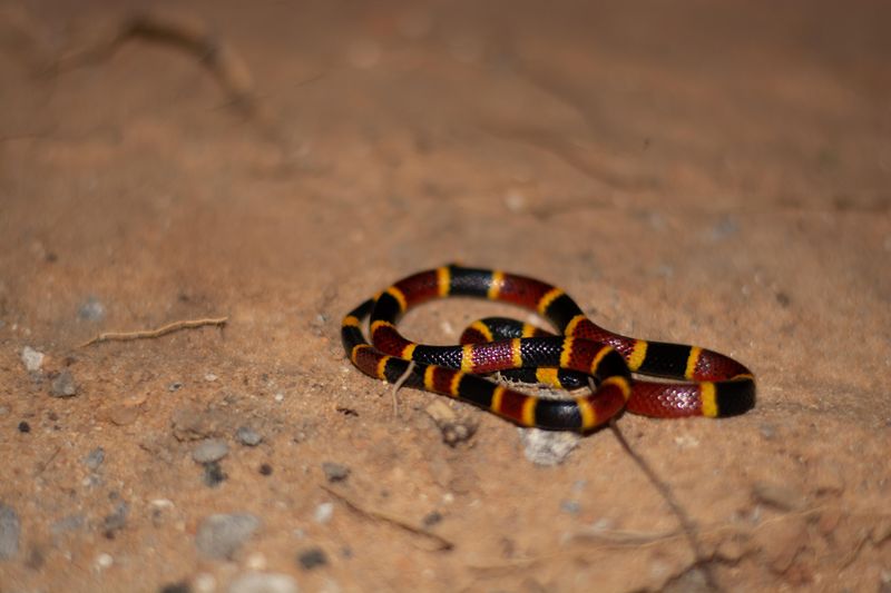 Coral Snake