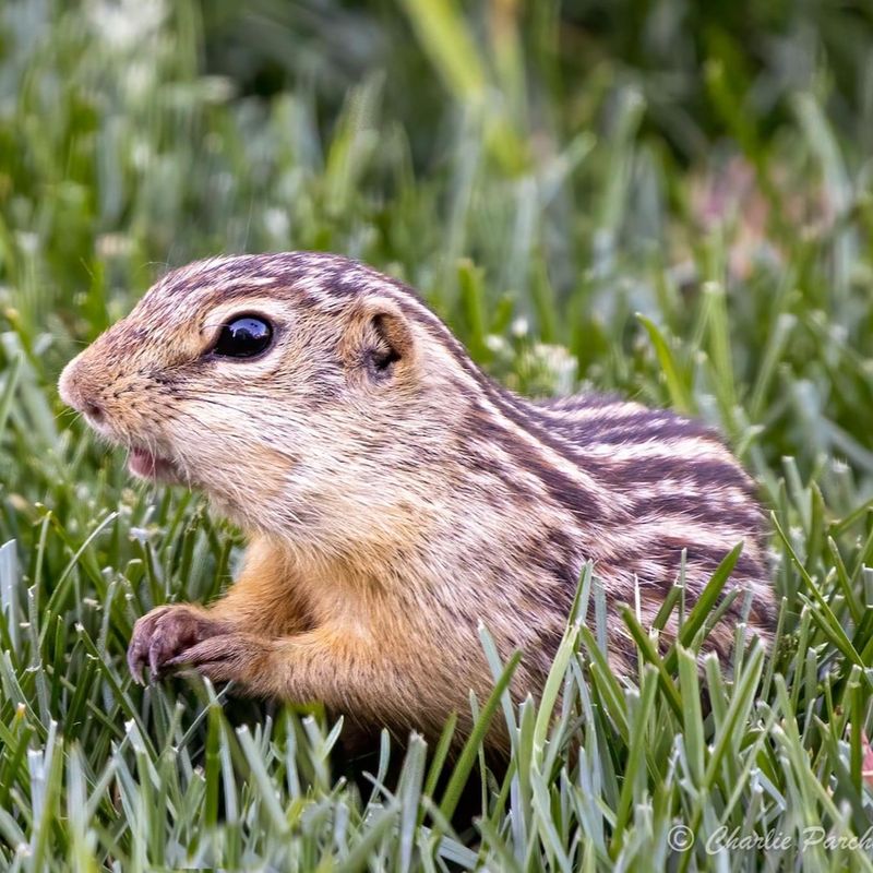 Ground Squirrels Build Complex Tunnel Systems