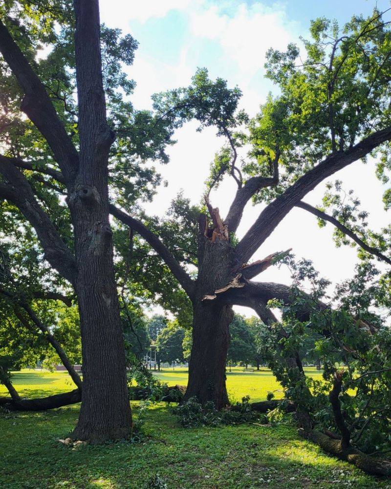 Bur Oak Trees In City Rights-of-Way