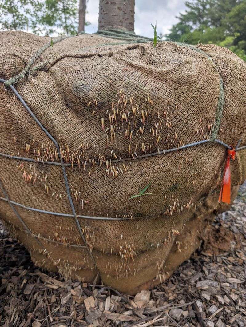 Build A Windbreak With Stakes And Burlap