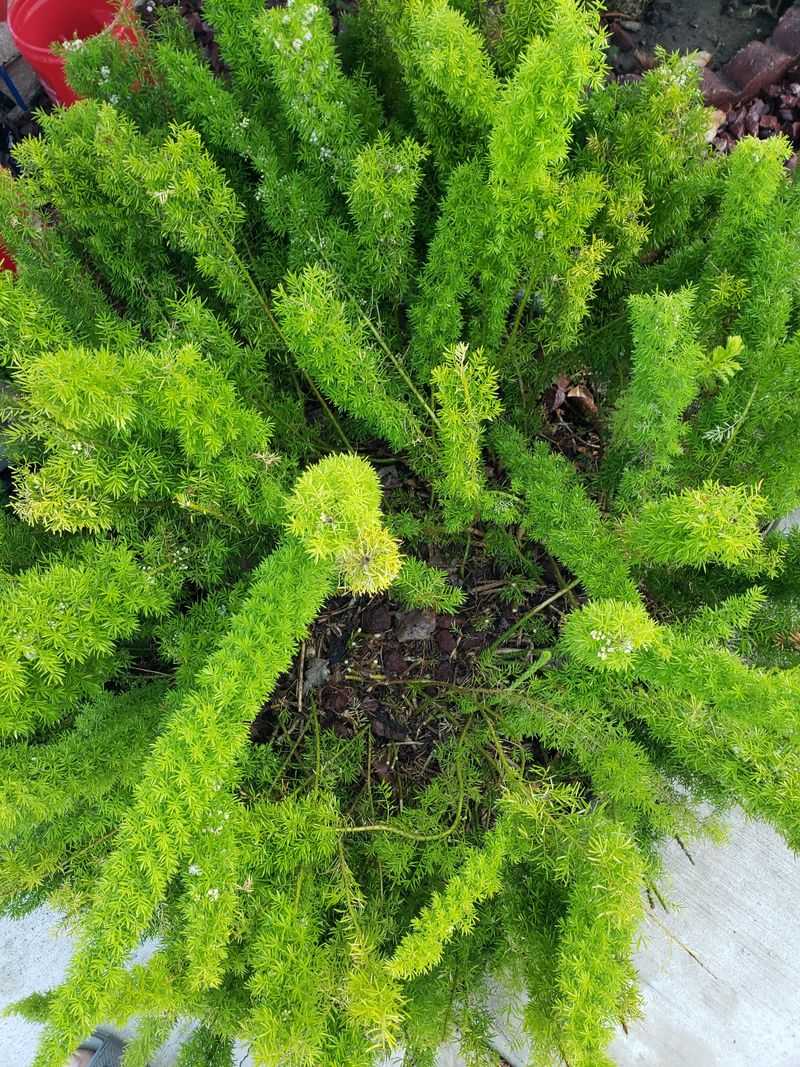 Create Windbreaks for Added Protection