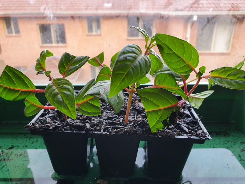 Transplant Once Roots Develop