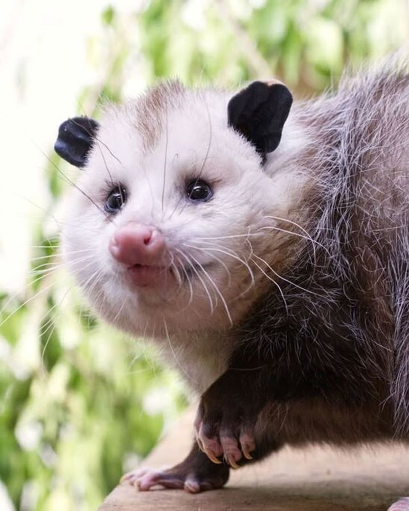 Virginia Opossum