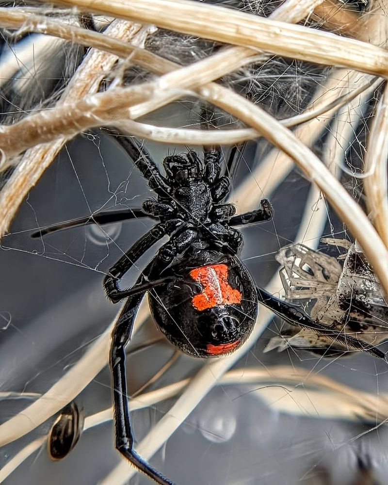 Southern Black Widow Spider