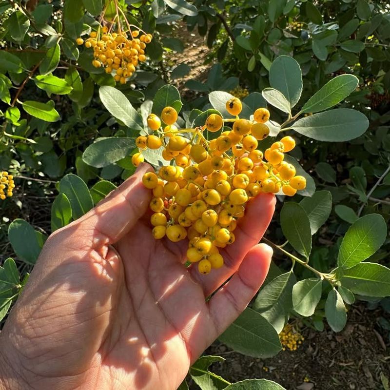 Toyon - Berry Bonanza