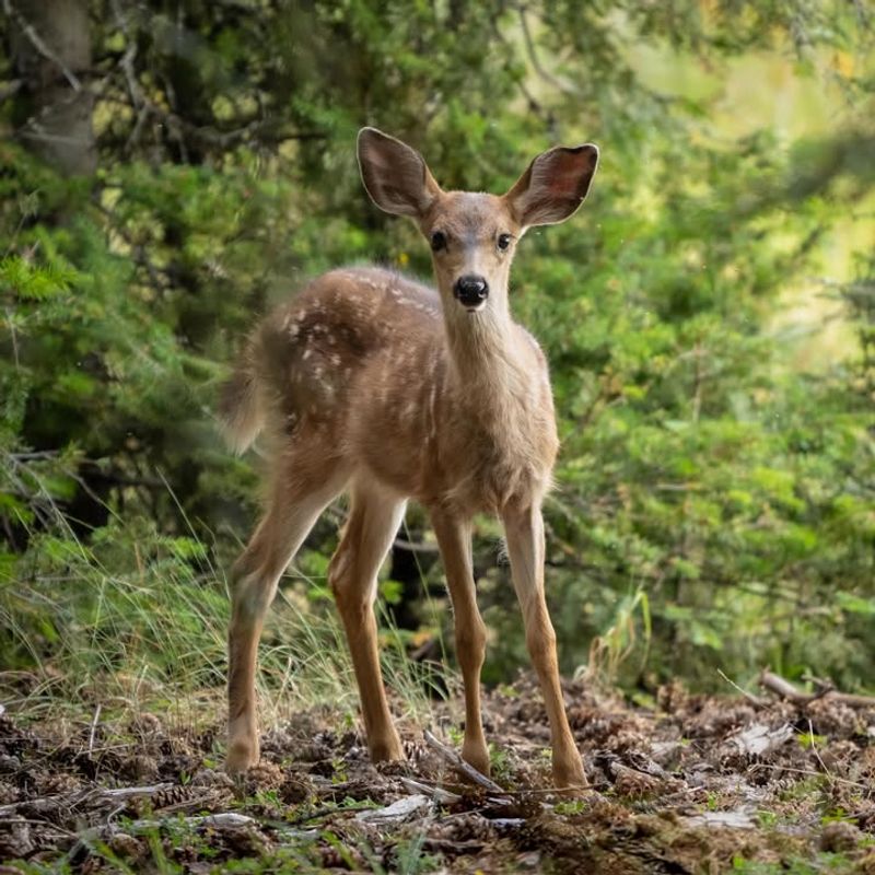 Black-Tailed Deer