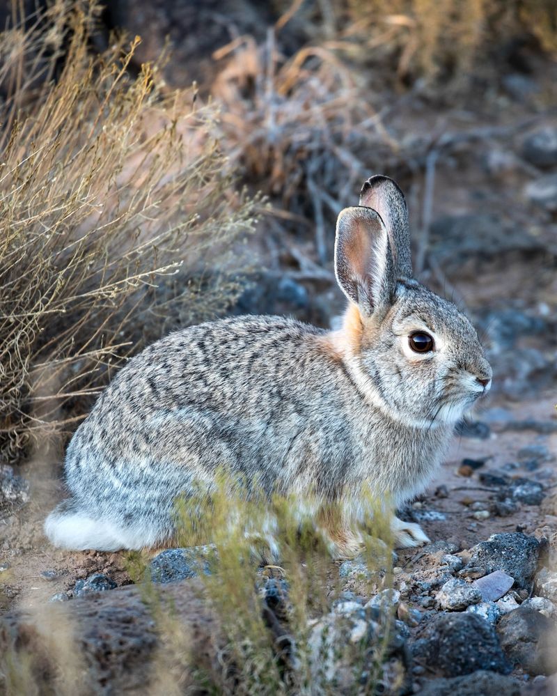 Desert Cottontail Rabbits