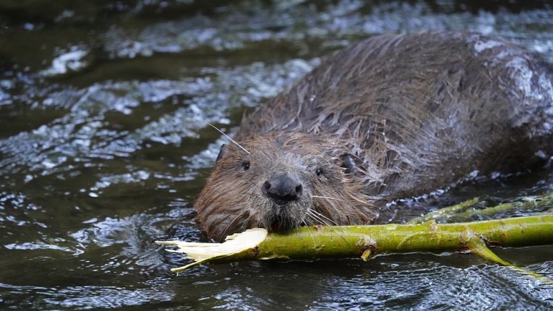 Beavers