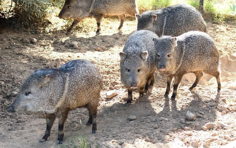 Javelinas