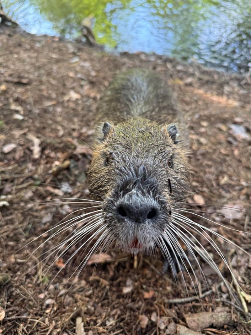 Nutria Invading Waterways