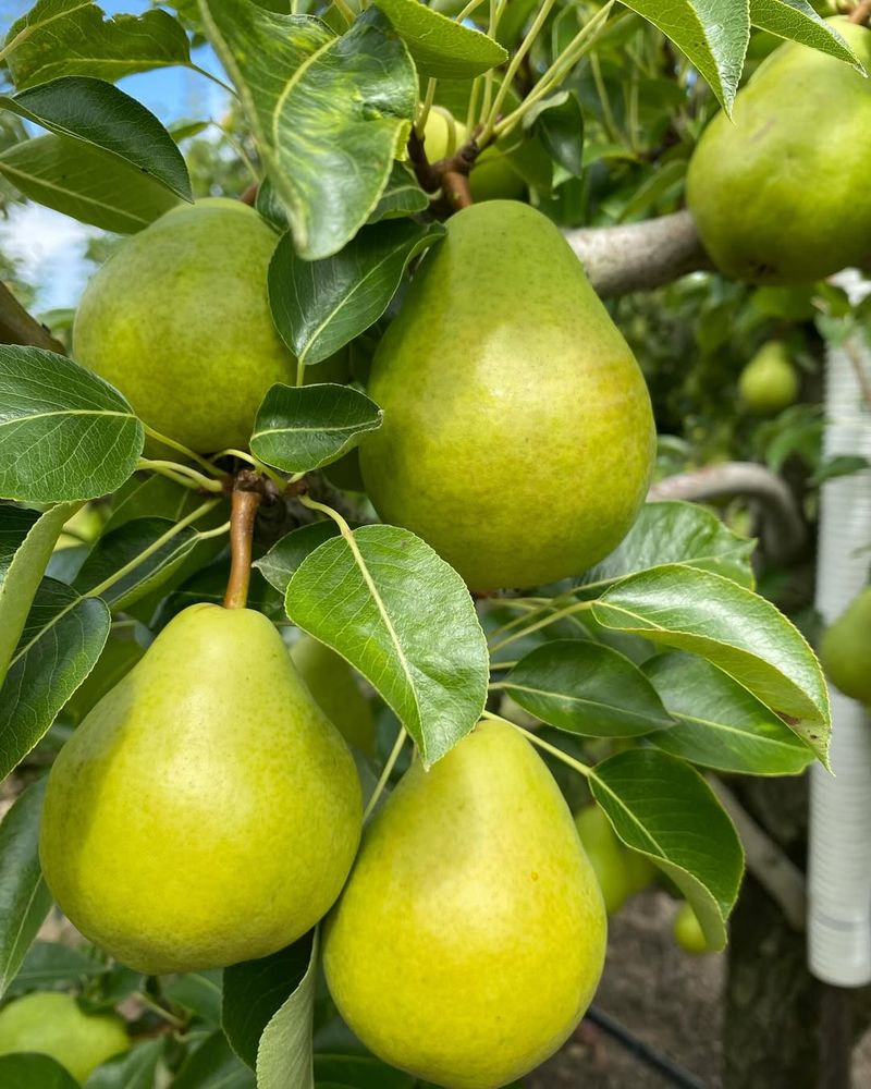 Pear Trees (European Varieties)