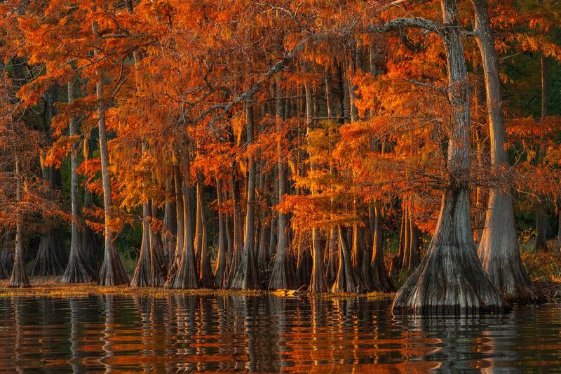 Bald Cypress