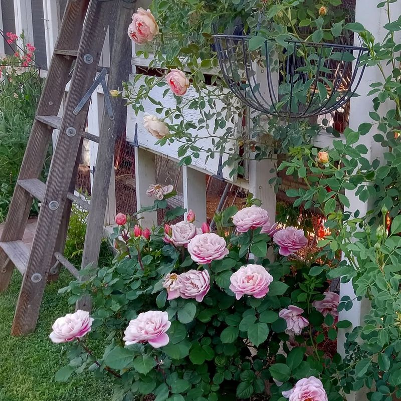 Rose Bushes