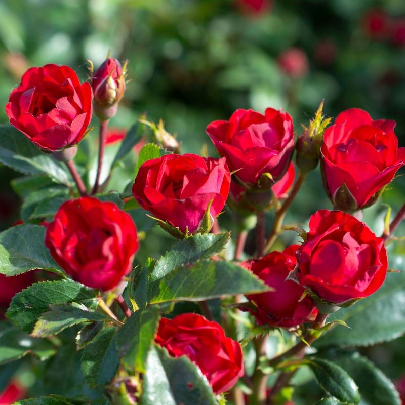 Knockout Roses